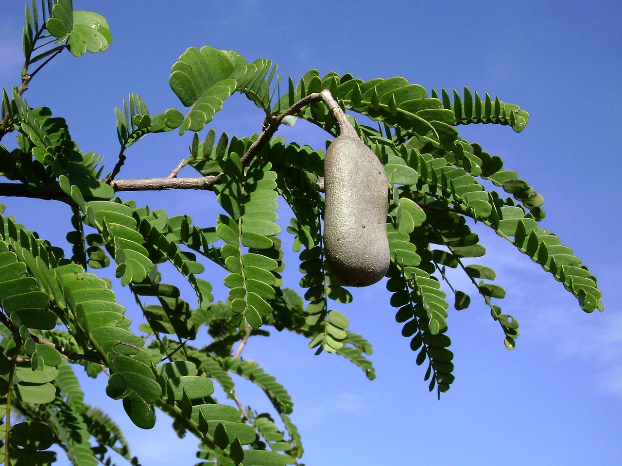 Medicinal Benefits of Tamarind Leaves!