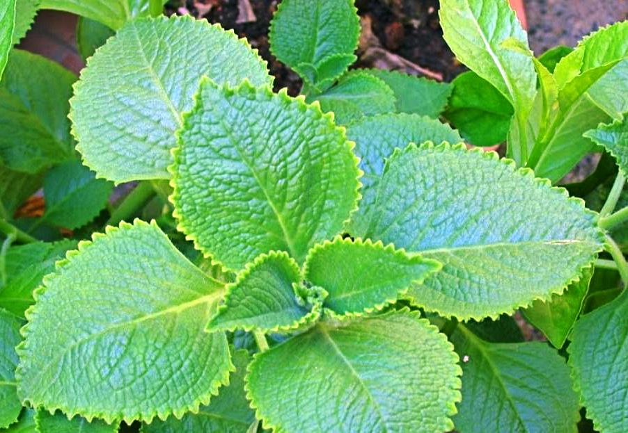 Growing Karpooravalli at Home to Repel Toxic Insects!