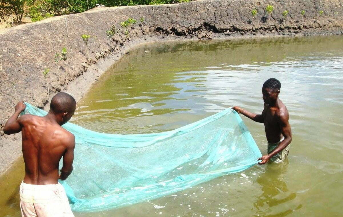 Fish Farming in Irrigation Ponds!