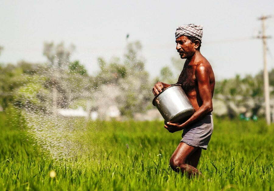 fertilize samba paddy