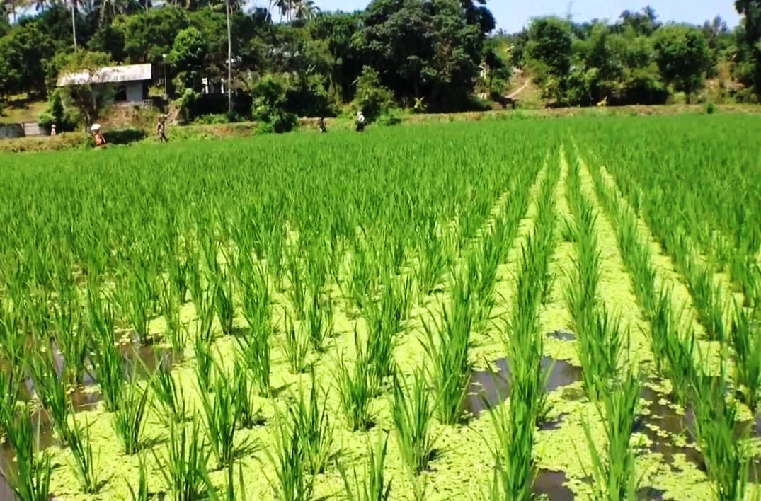 Azolla to Boost Rice Yield!