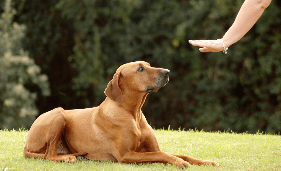 Ten Essential Training Tips for Puppies!