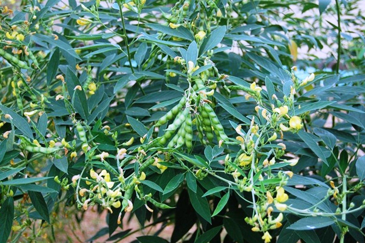 Pigeon Pea Cultivation!