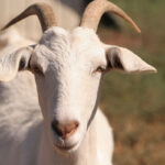 Parasites Affecting Goats!