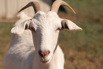 Parasites Affecting Goats!