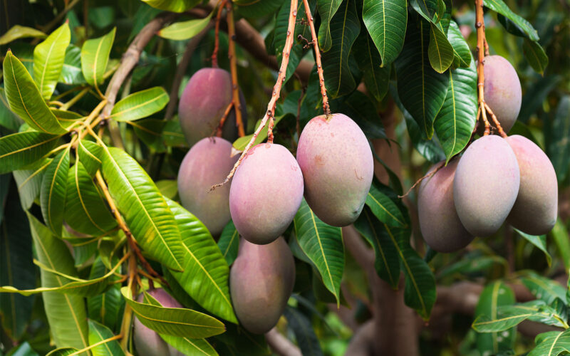 Mango Cultivation in Tamil Nadu!