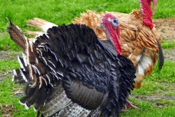 Comprehensive Strategies for Raising Turkeys!