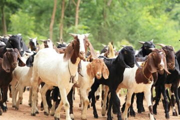 Goat Breeding and Rearing Methods!