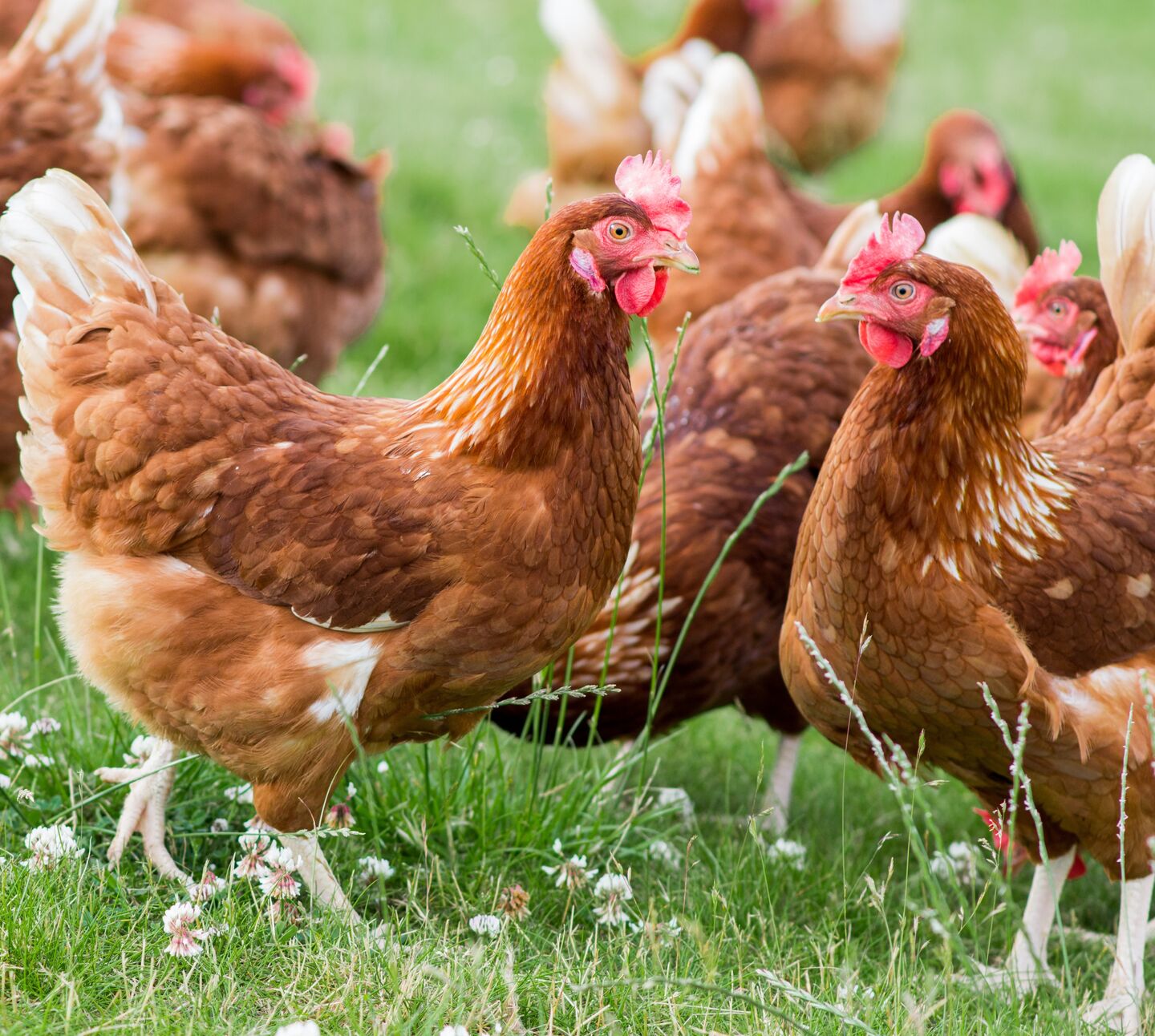 Bacterial Diseases in Poultry!