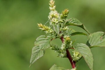 The Benefits and Uses of Spiny Amaranth (Mullukkeerai)!