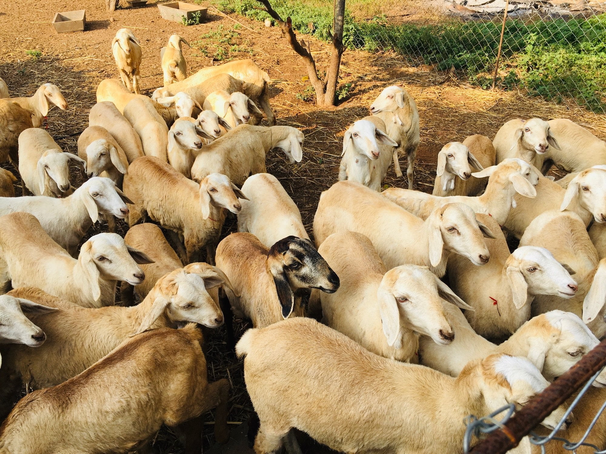 Blue Tongue Disease in Red Sheep!