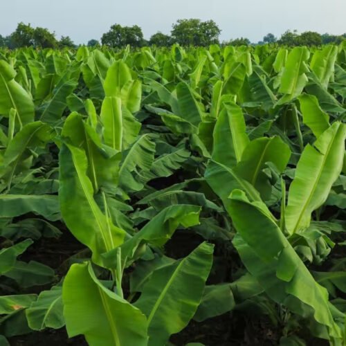 Disease Management in Banana Cultivation!