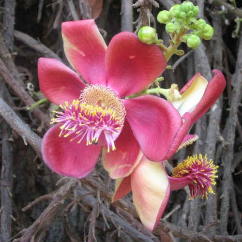 Medicinal Properties of the Nagalinga Tree!