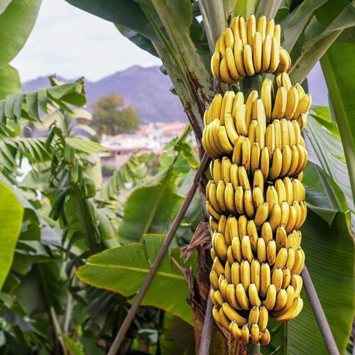 Banana Cultivation!