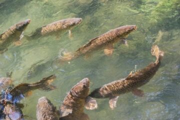 Water and Soil Management in Freshwater Fish Farming!