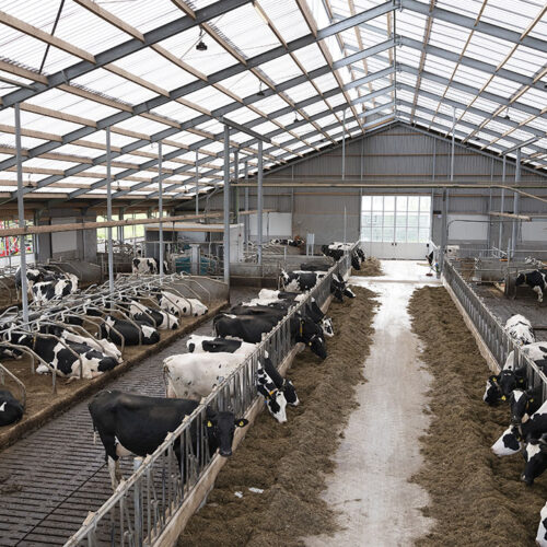 Key Considerations Before Starting a Livestock Farm!