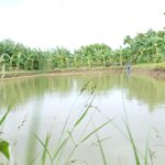 Fish Farming in Farm Ponds!