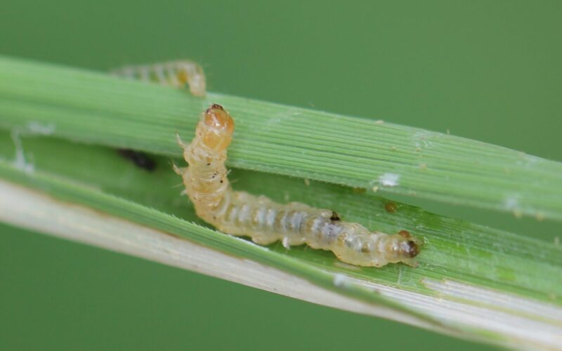 Leaf Roller Caterpillars Attacking Paddy Crops!