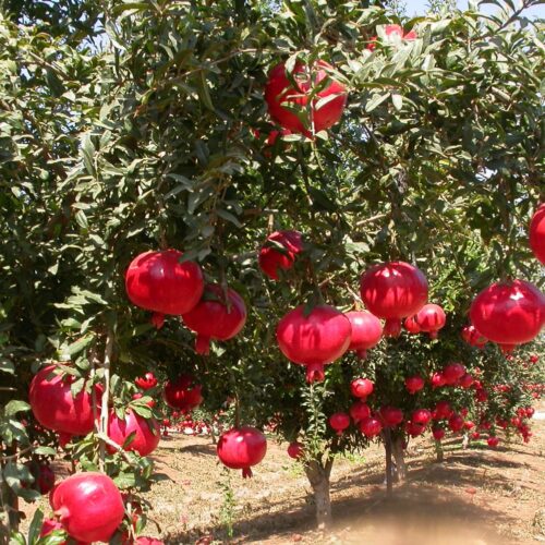 Diseases Affecting Pomegranates!