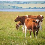 Lumpy Skin Disease (LSD) Affecting Dairy Cattle!