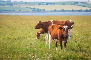 Lumpy Skin Disease (LSD) Affecting Dairy Cattle!