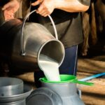 Best Milk Production Techniques!