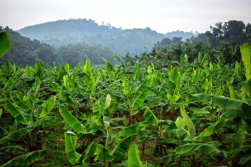 Hill Banana Varieties and Their Special Features!