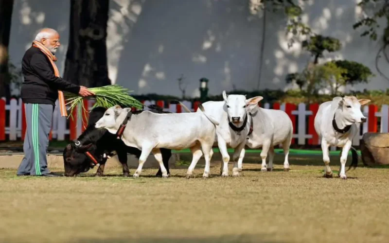 Punganur Dwarf Cows for Superior Milk Production!