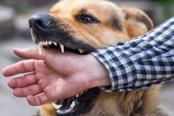 The Importance of Rabies Vaccination!