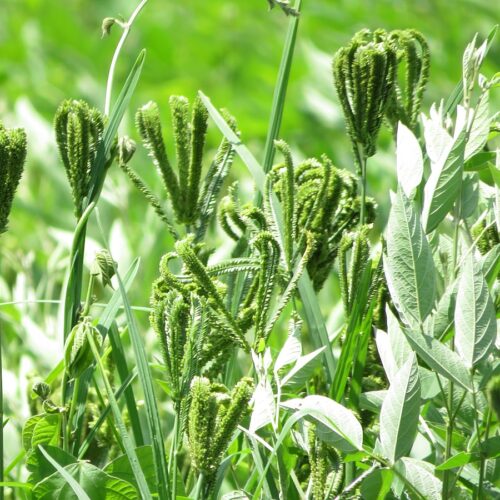 Ragi Cultivation in the Aadi Planting Season!