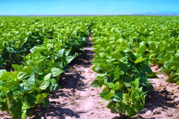 Diseases affecting Pulses Crops!