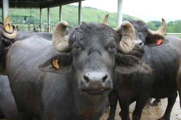 Why Has Buffalo Farming Declined in Tamil Nadu?