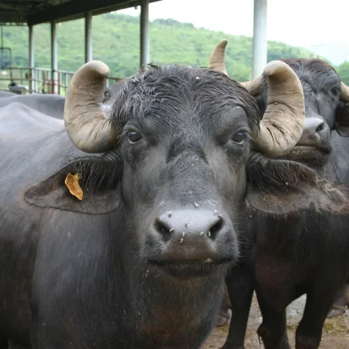 Why Has Buffalo Farming Declined in Tamil Nadu?