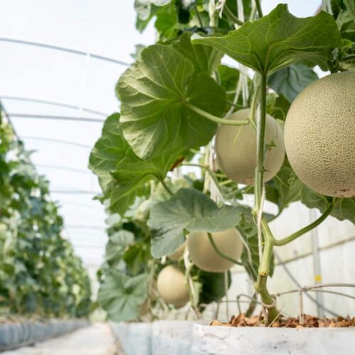 Cultivation Techniques for Muskmelon!