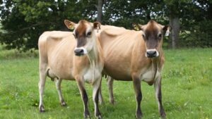 Herbal Remedies to Induce Fertility in Infertile Cows!