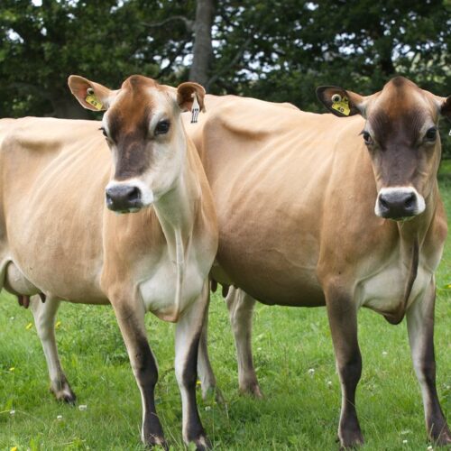 Herbal Remedies to Induce Fertility in Infertile Cows!