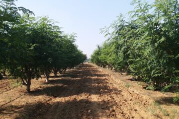 Moringa Cultivation Techniques!