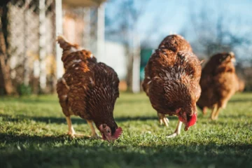 Zero-Cost Poultry Farming!