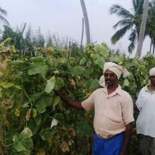 Interview with Record-Breaking Farmer, Madathuppatti’s S. Saminathan: “We’ll Work the Land, Even at Night!”