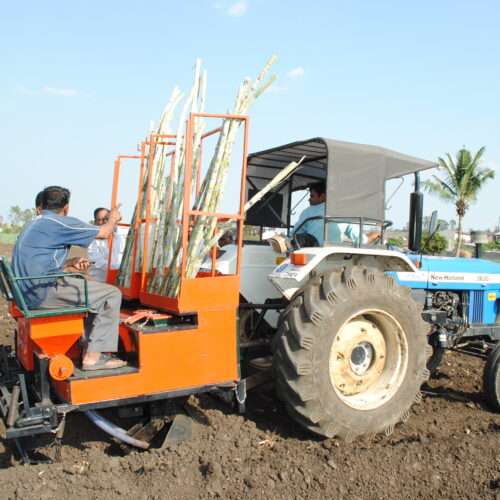 Mechanized Sugarcane Cultivation!