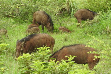 Natural Repellent to Ward Off Wild Boars!