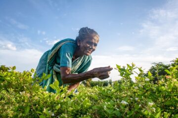 Cultivation of (Gundumalli) Jasmine!