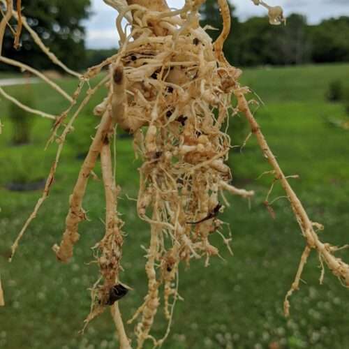 Root-Knot Nematodes Affecting Horticultural Crops!