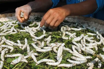 Muscardine Disease Affecting Silkworms!