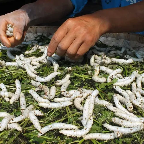 Muscardine Disease Affecting Silkworms!