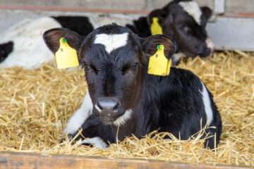 Diseases Affecting Young Calves!